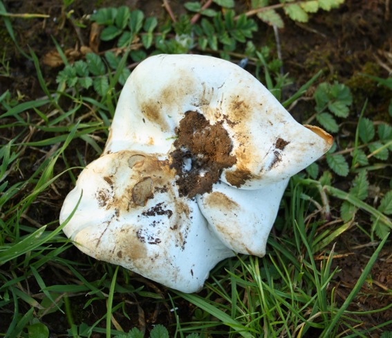 Fungo da determinare