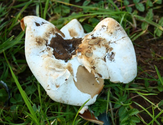 Fungo da determinare