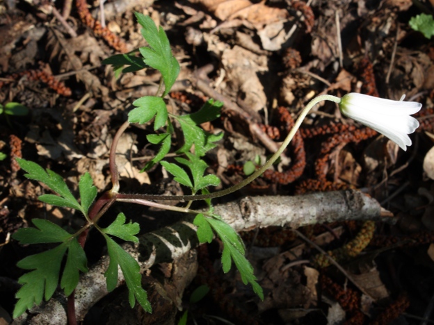 Anemone apennina