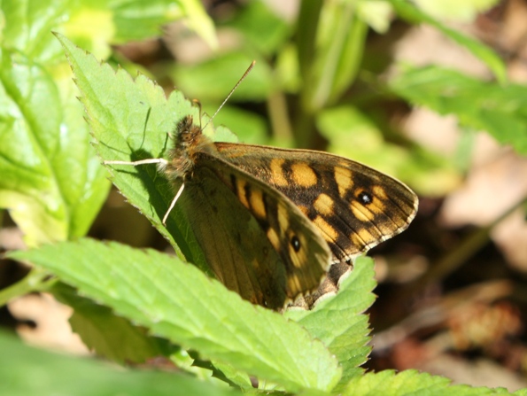 Pararge aegeria