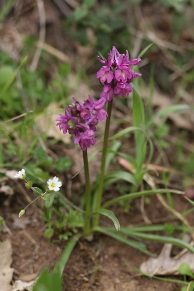 Dactylorhiza romana / Orchide romana