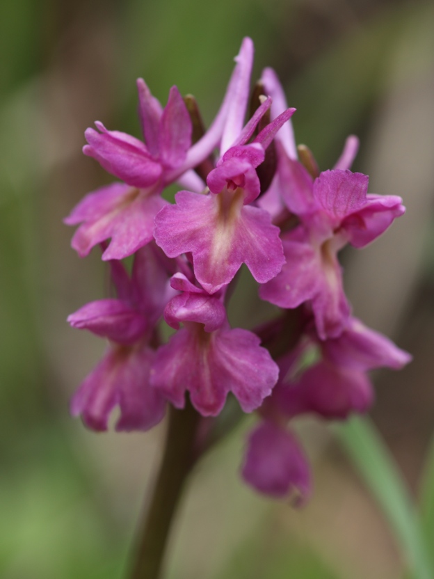Dactylorhiza romana / Orchide romana