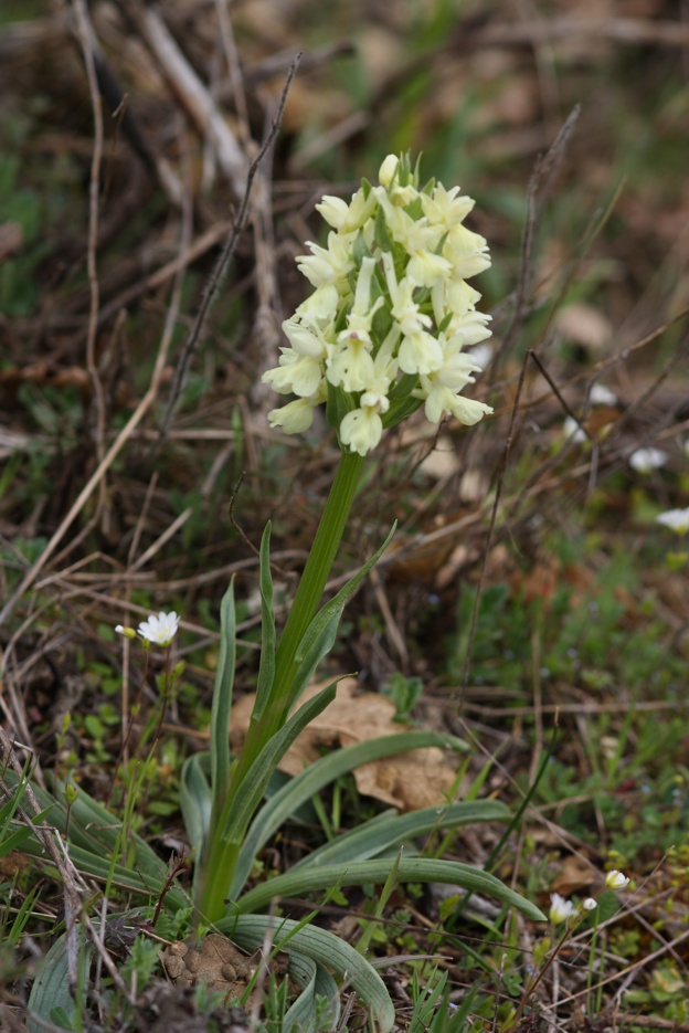 Id orchidea