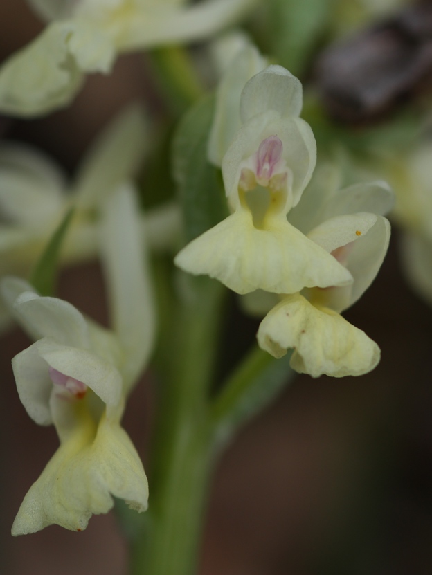 Id orchidea
