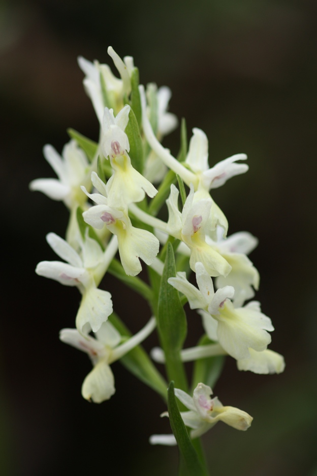 Id orchidea