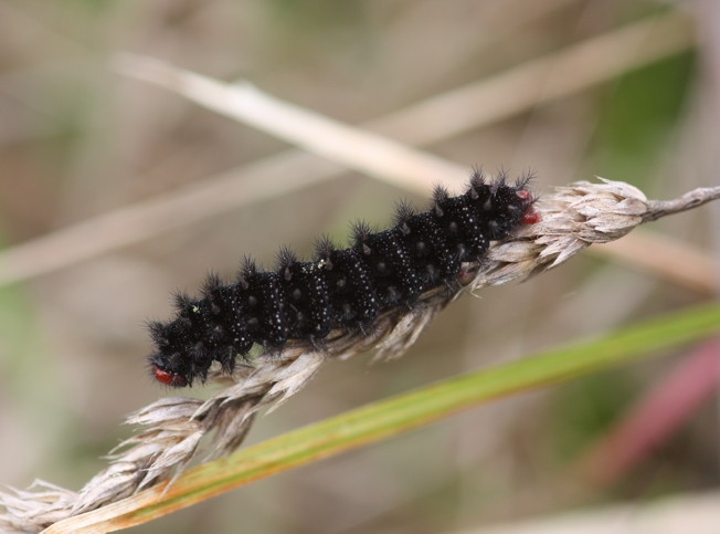 Id bruco se possibile da allevare : Melitaea cinxia