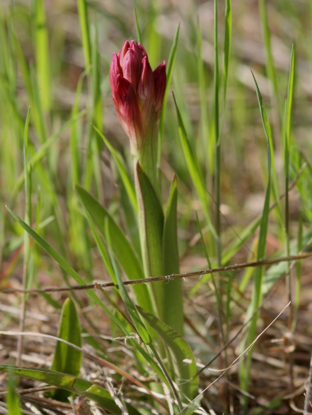 Orchis papilionacea?