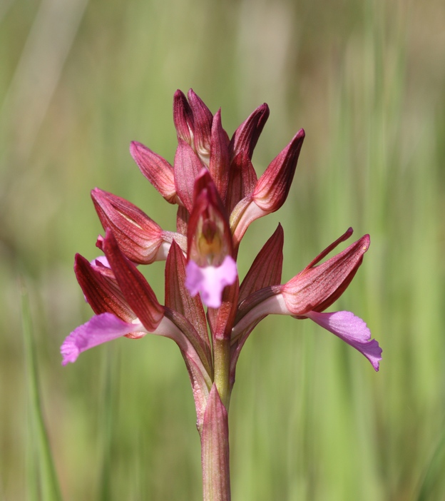 Orchis papilionacea?