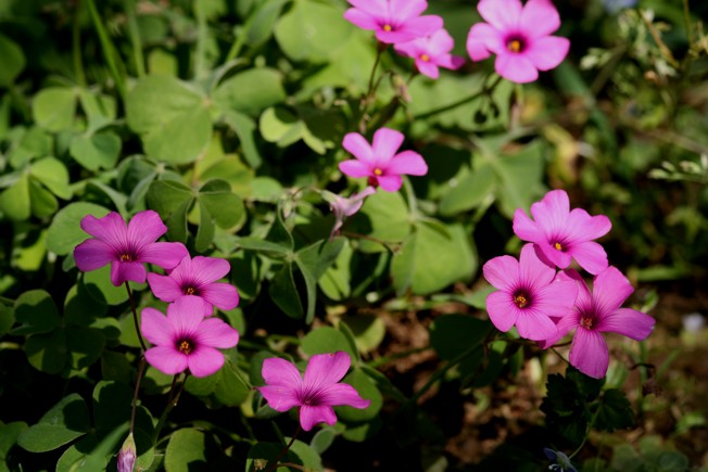 Oxalis articulata