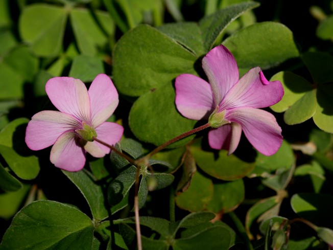 Oxalis articulata