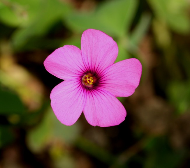 Oxalis articulata