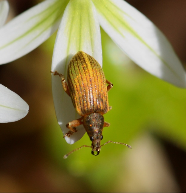 Aiuto identificazione