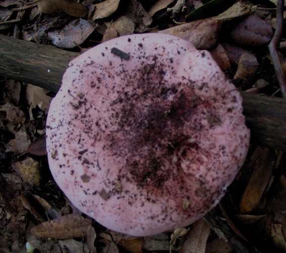 Hygrophorus russula?