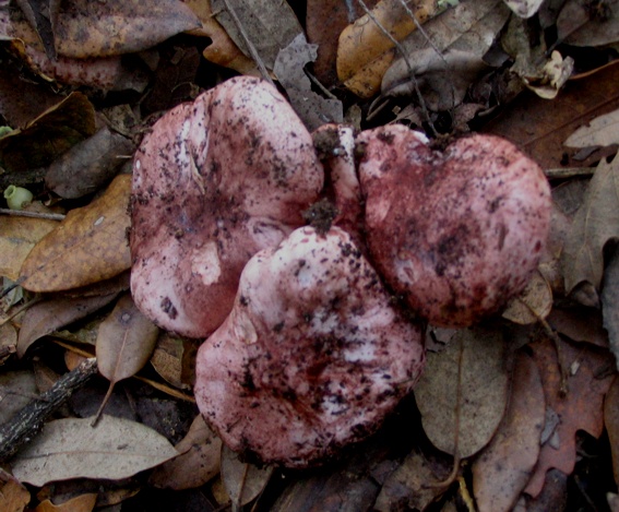Hygrophorus russula?