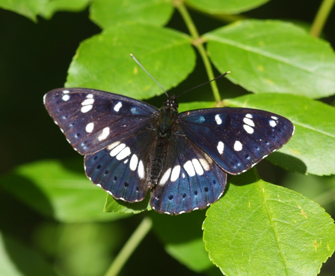 Limenitis reducta? - S