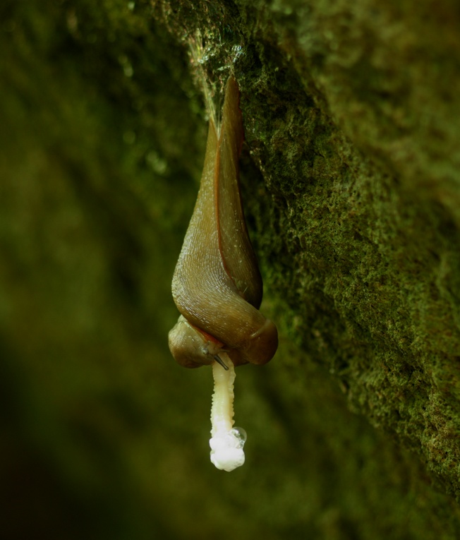 Limax del corsicus-gruppo da  Soriano nel Cimino (VT)