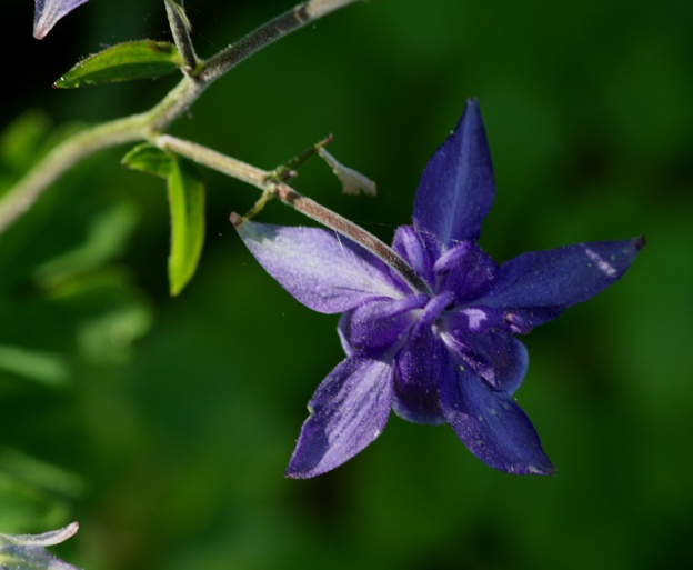 IAquilegia cfr. vulgaris