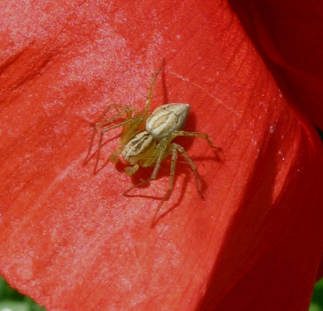 Oxyopes sp.