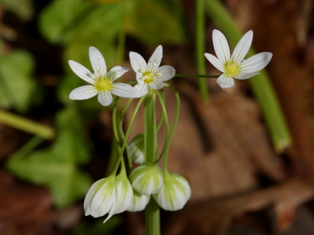 Allium pendulinum / Aglio pendolino