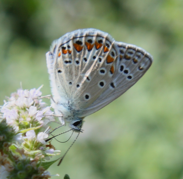 Plebejus sp.? - No, Polyommatus sp.