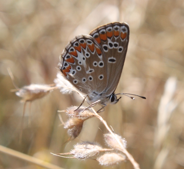 Polyommatus icarus? - Aricia agestis