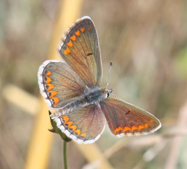 Polyommatus icarus? - Aricia agestis