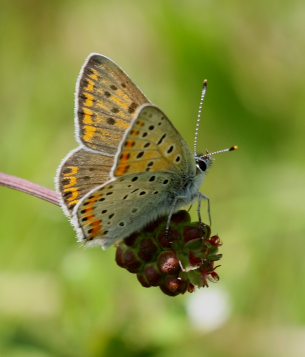 Id Lycaenidae 2