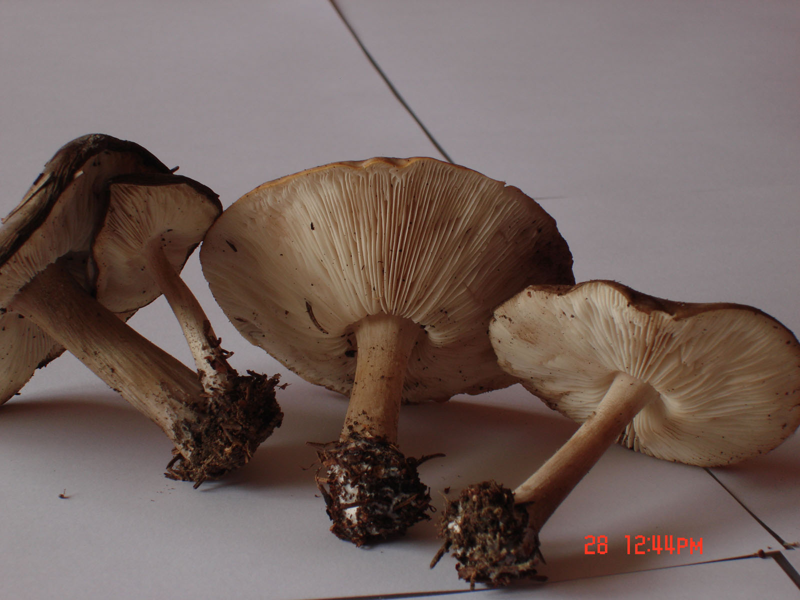 28/05/2010: in abetaia - forse Tricholoma?