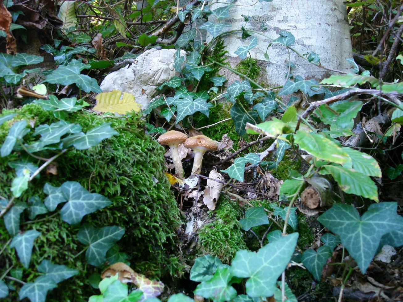 Armillaria gallica?