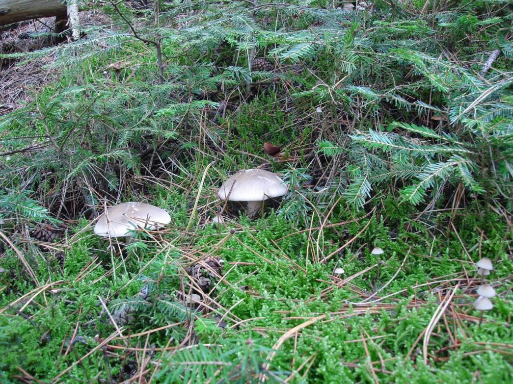 PINETA: Clitocybe clavipes?