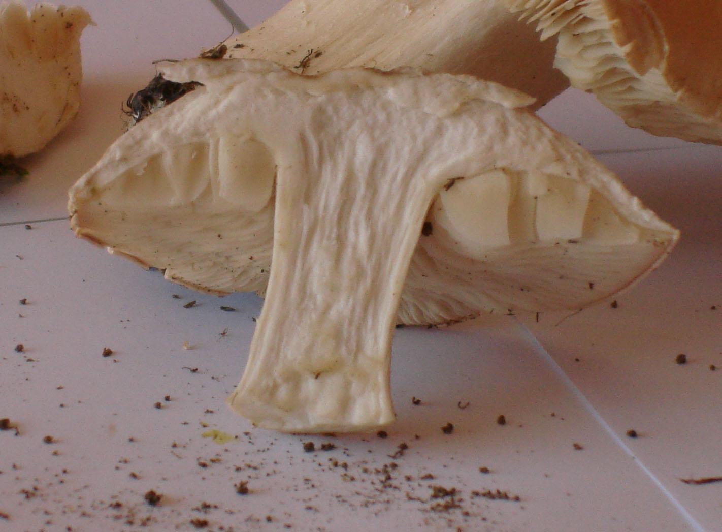 Calocybe gambosa!!!! (chiedo conferma)