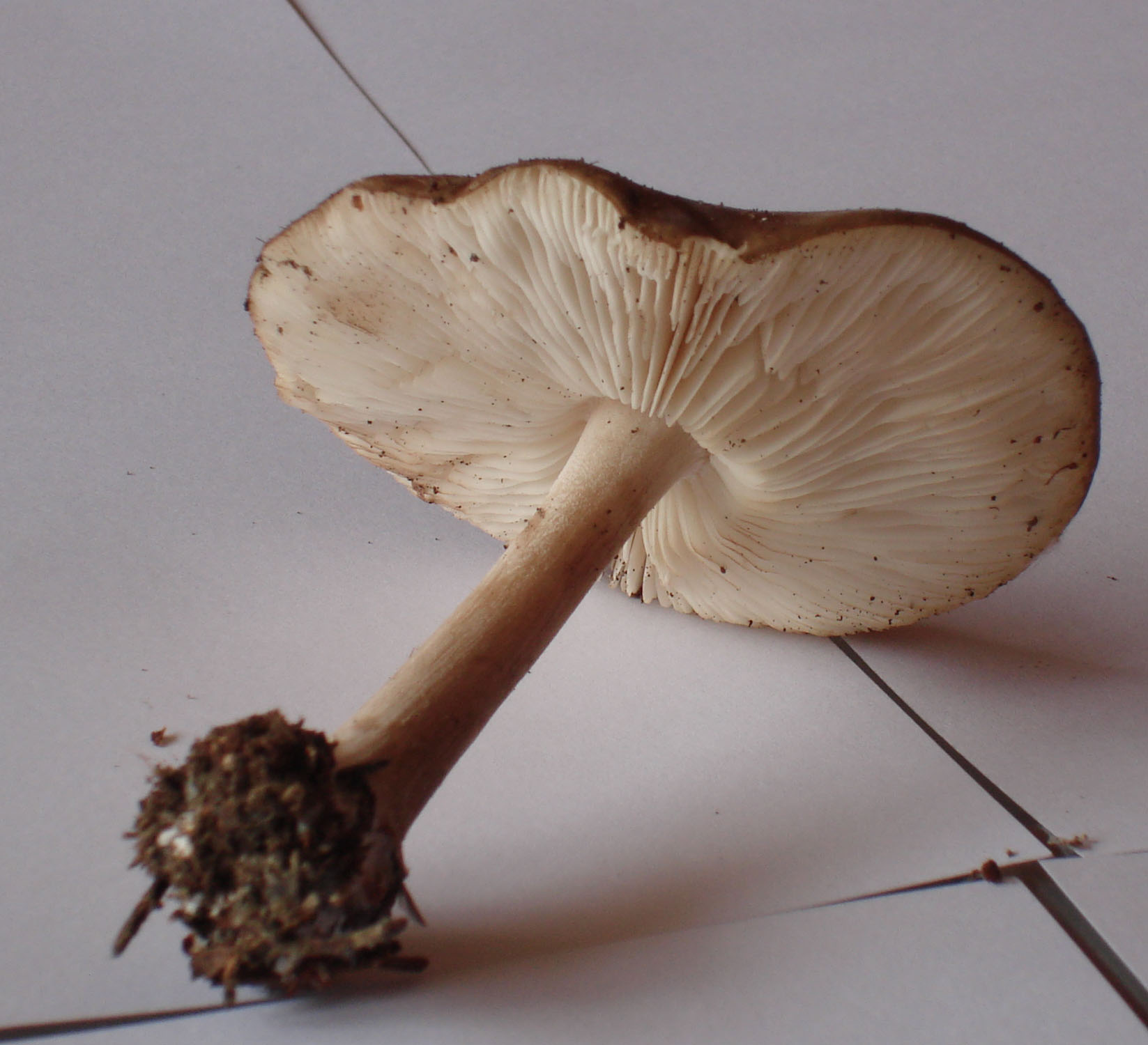 28/05/2010: in abetaia - forse Tricholoma?