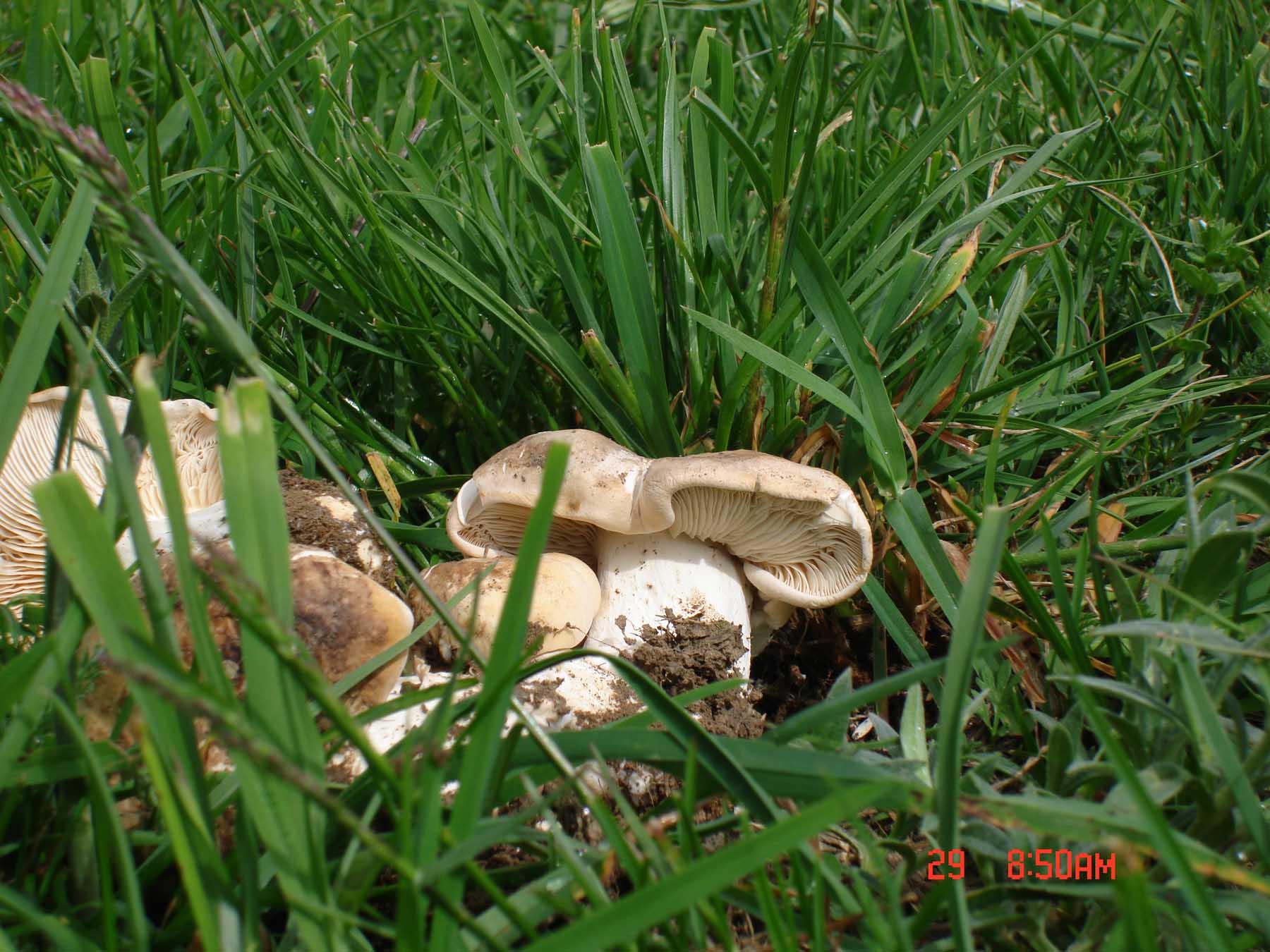 Calocybe gambosa!!!! (chiedo conferma)