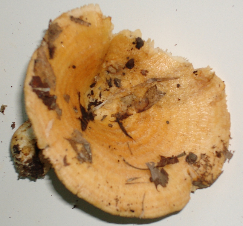 Escursione in castagneto; Genere: Lactarius, Specie: ???