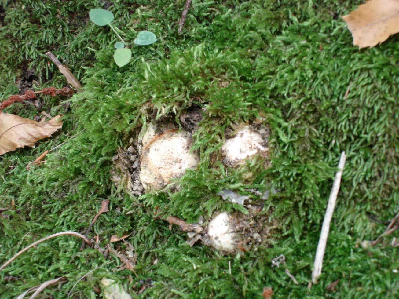 Castagneto/Querceto; Genere: Tricholoma??, Specie: ???