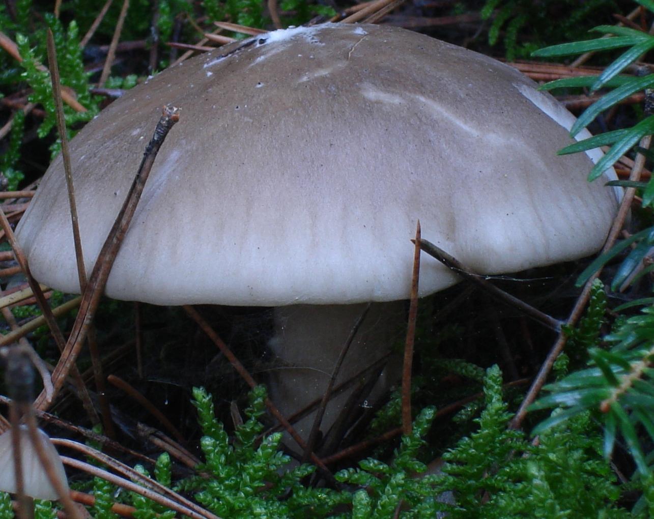 PINETA: Clitocybe clavipes?