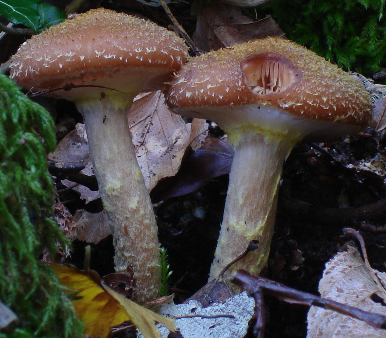 Armillaria fotog.il17.11.09.