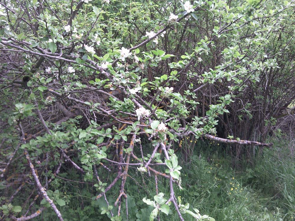 Morchella esculenta var. rotunda?