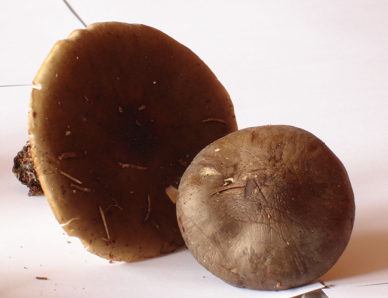 28/05/2010: in abetaia - forse Tricholoma?