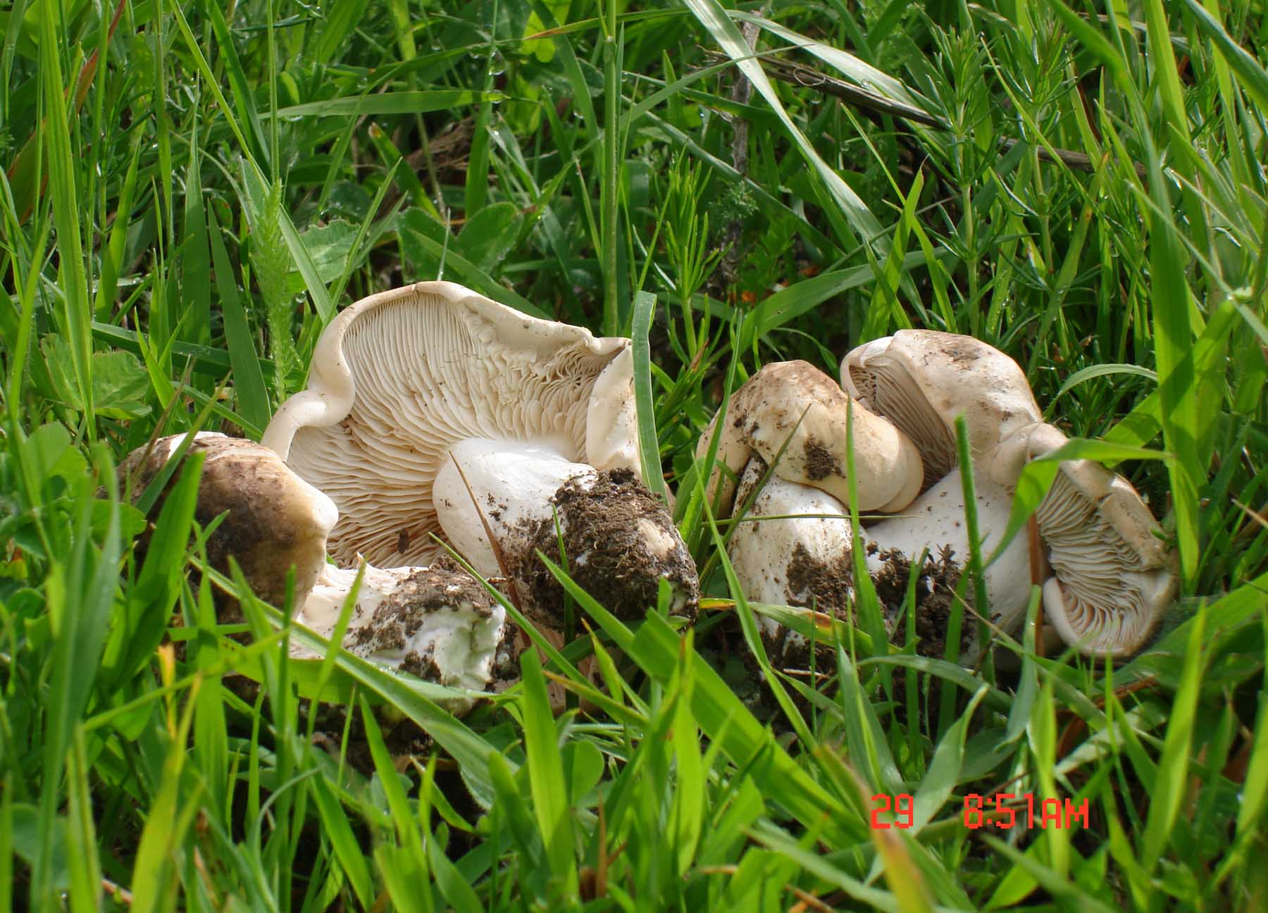 Calocybe gambosa!!!! (chiedo conferma)