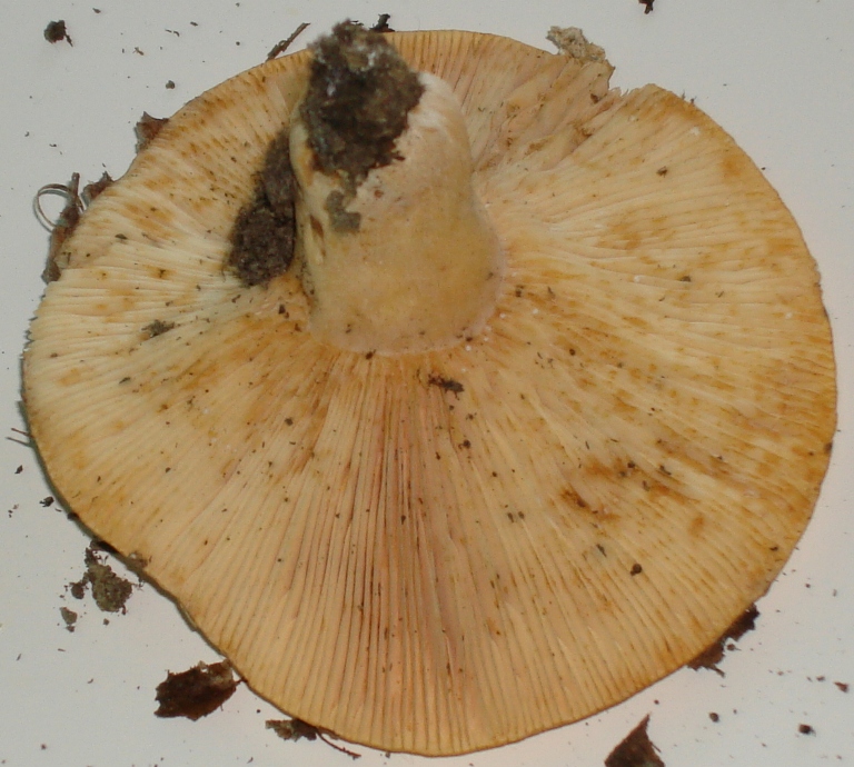 Escursione in castagneto; Genere: Lactarius, Specie: ???