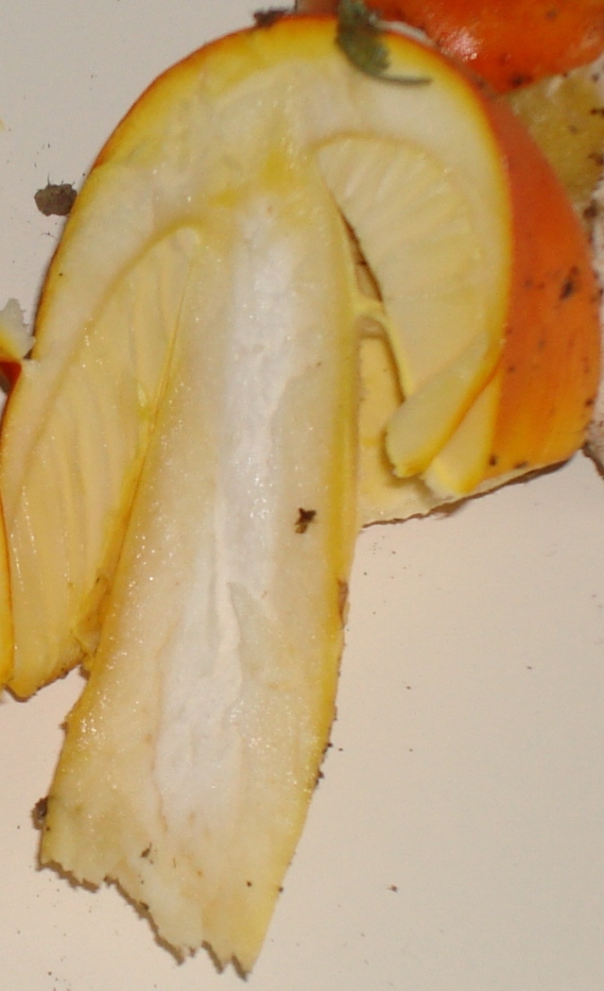 Escursione in castagneto; Amanita caesarea?