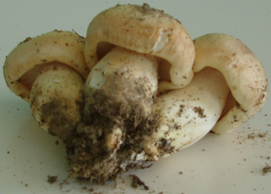 Castagneto/Querceto; Genere: Tricholoma??, Specie: ???