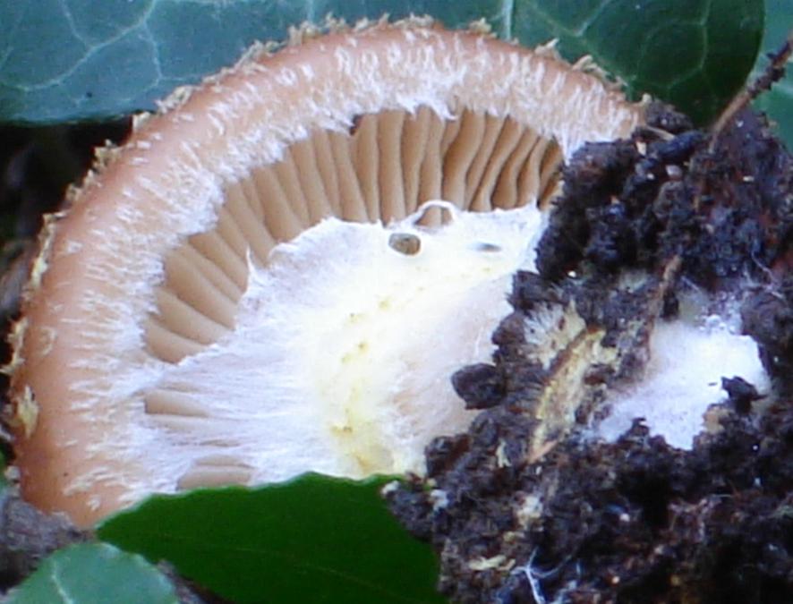 Armillaria gallica?