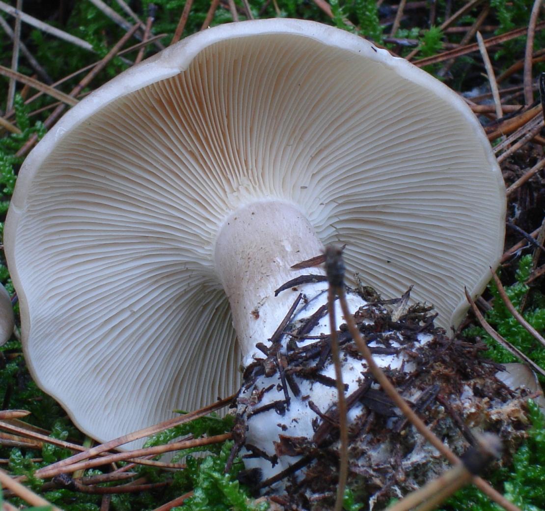 PINETA: Clitocybe clavipes?