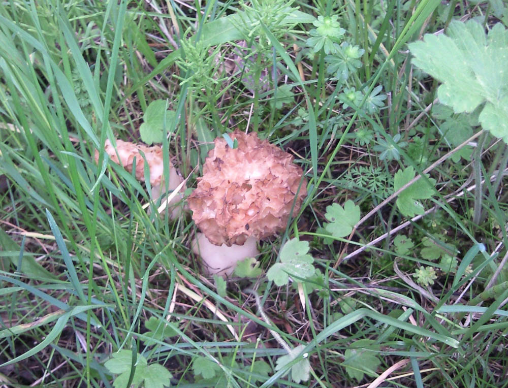Morchella esculenta var. rotunda?