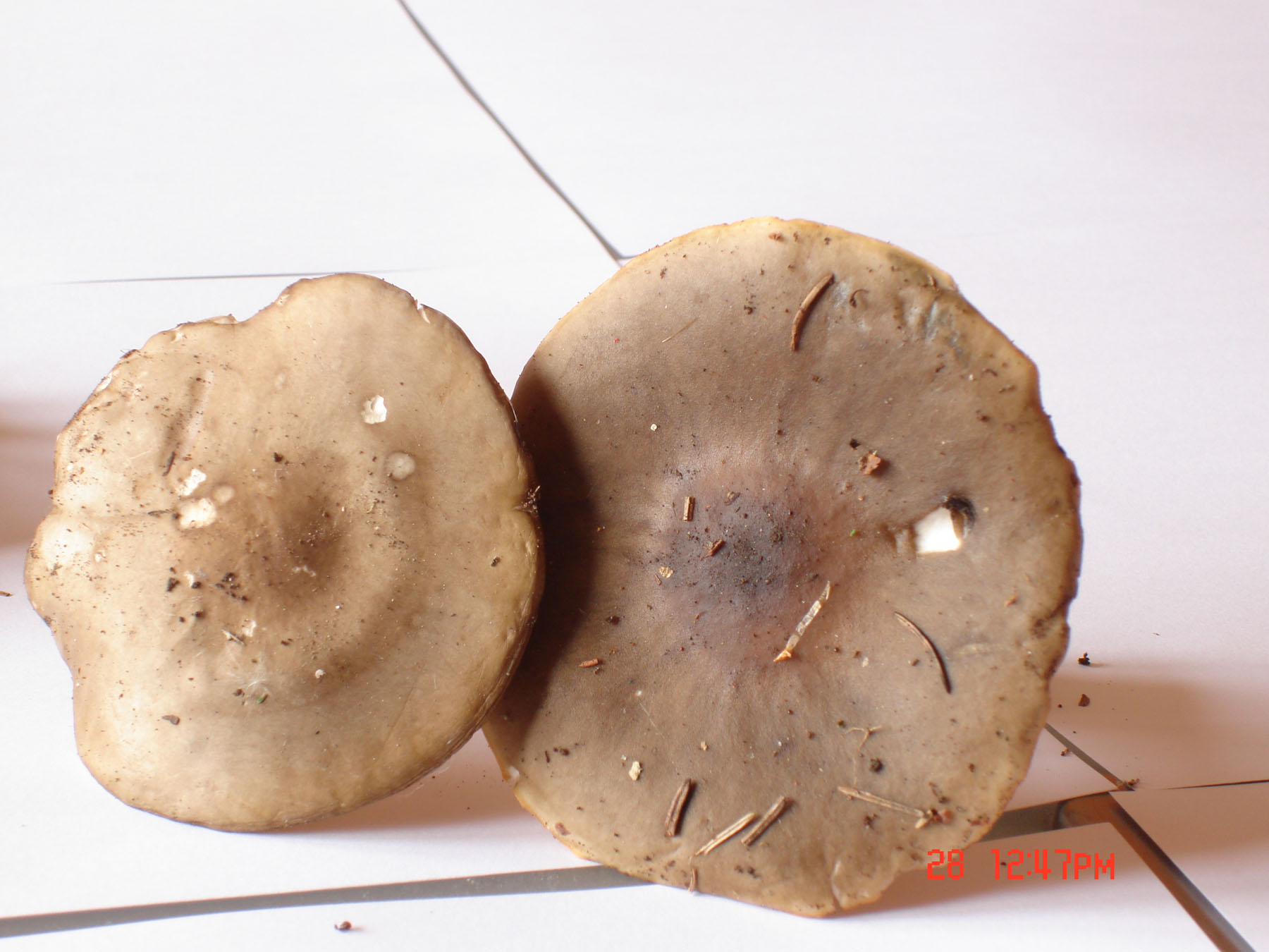 28/05/2010: in abetaia - forse Tricholoma?