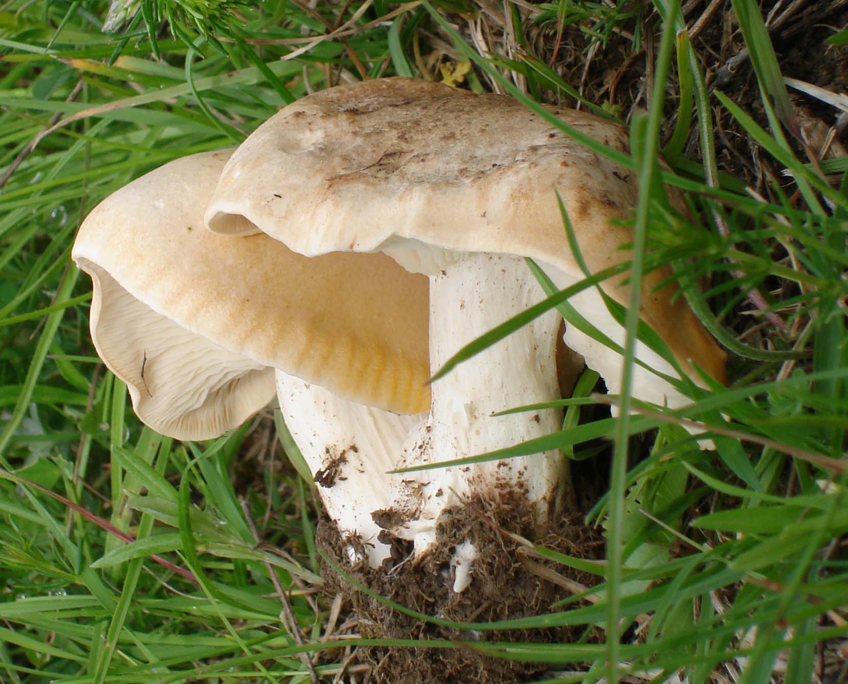 Calocybe gambosa!!!! (chiedo conferma)
