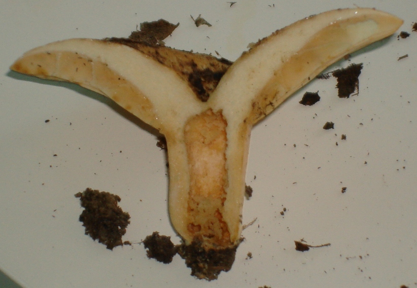 Escursione in castagneto; Genere: Lactarius, Specie: ???