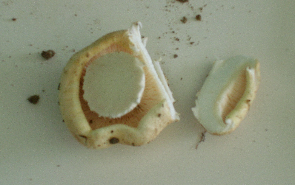 Castagneto/Querceto; Genere: Tricholoma??, Specie: ???